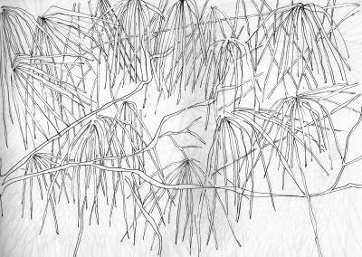 Branchages - croquis au feutre noir - 24 cm x 32 cm