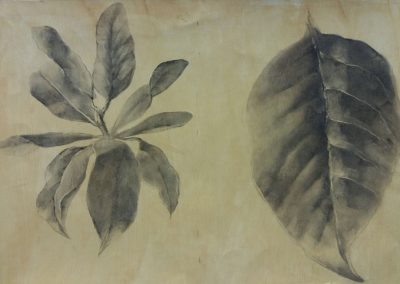 Feuilles de magnolia - Etude au fusain - 32x50 cm