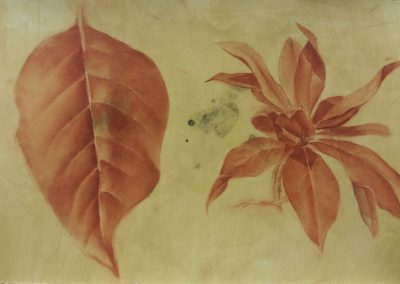 Feuilles de magnolia - Etude à la sanguine - 32x50 cm