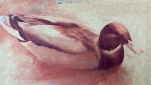Le canard gris - pastel sur papier 32 cm x 50 cm