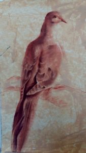Tourterelle - pastel sur papier 50 cm x 32 cm