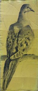 Tourterelle se reposant - Fusain sur carton 39 cm x 17 cm